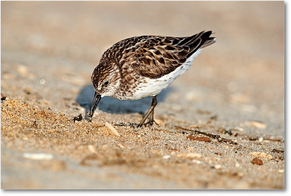 SemiPalmSandpiper_Assateague_2016Jun_3DXA0472 copy