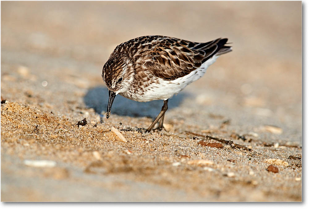 SemiPalmSandpiper_Assateague_2016Jun_3DXA0476 copy