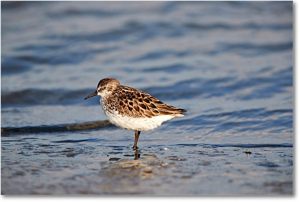 SemiPalmSandpiper_Assateague_2016Jun_3DXA0512 copy