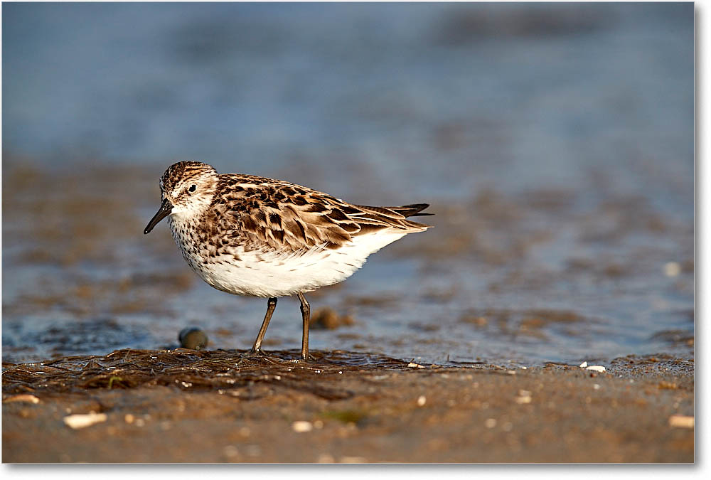 SemiPalmSandpiper_Assateague_2016Jun_3DXA0535 copy