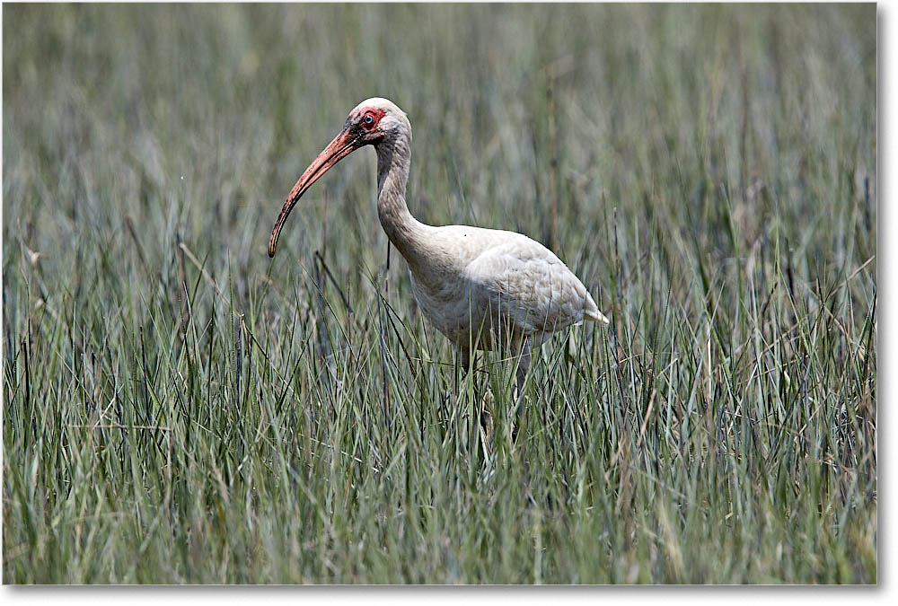 WhiteIbis_ChincoVA_2016Jun_3DXA1188 copy