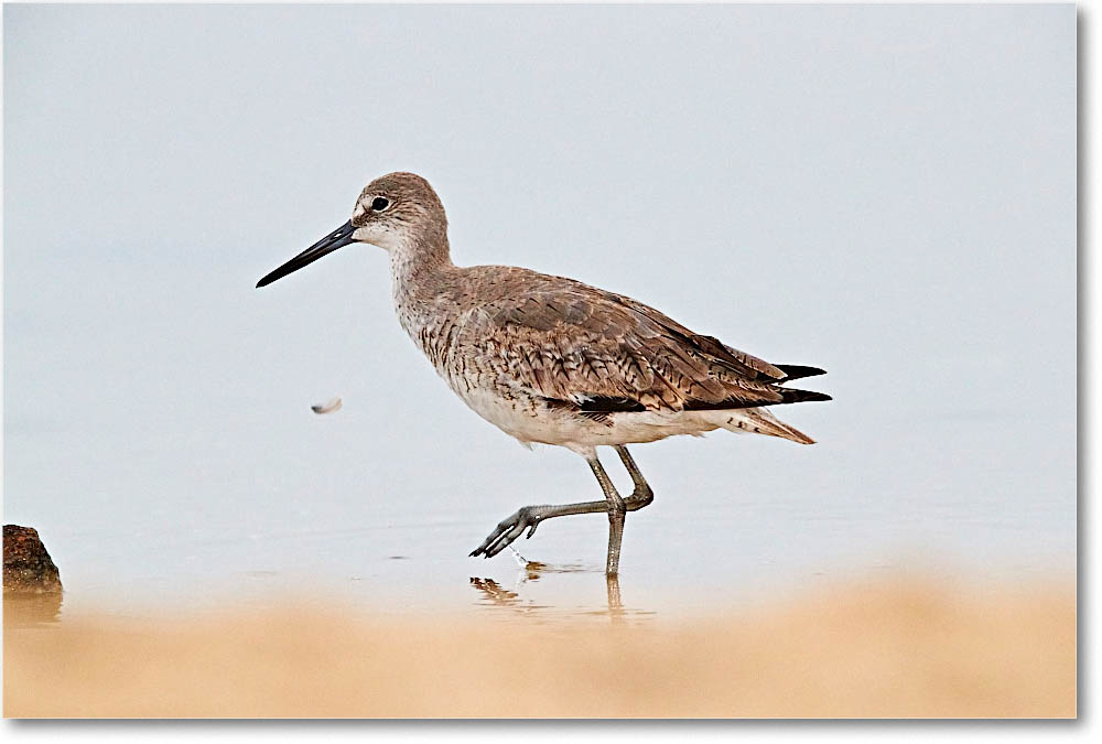 Willet_ChincoNWR_2016Jun_3DXA1286 copy