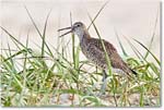 Willet_ChincoNWR_2018Jun_4DXB4901 copy