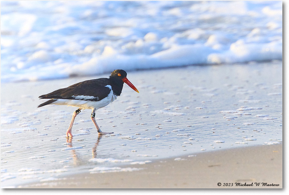 Oystercatcher_Assateague_2023Jun_R5B10079 copy