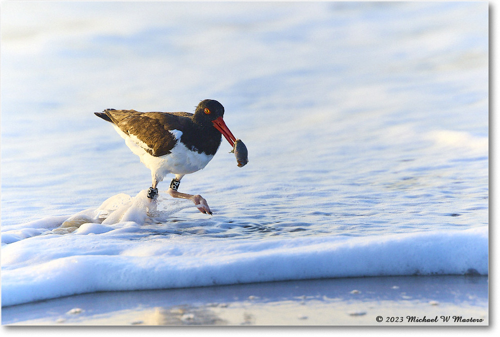 Oystercatcher_Assateague_2023Jun_R5B10120 copy