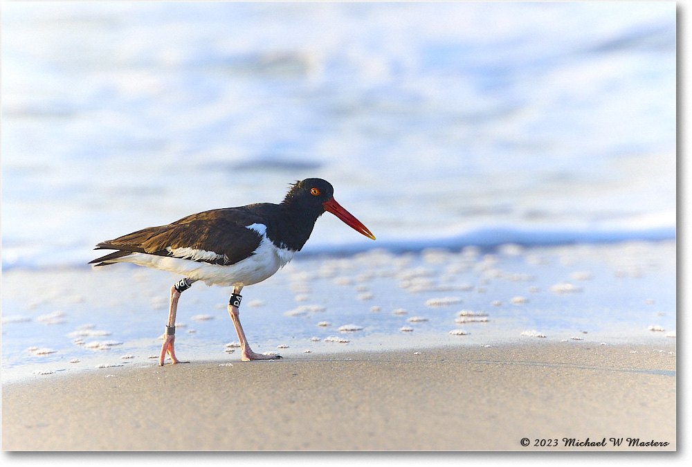 Oystercatcher_Assateague_2023Jun_R5B10146 copy