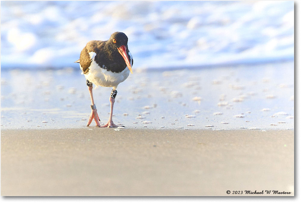 Oystercatcher_Assateague_2023Jun_R5B10152 copy