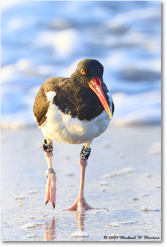 Oystercatcher_Assateague_2023Jun_R5B10162 copy