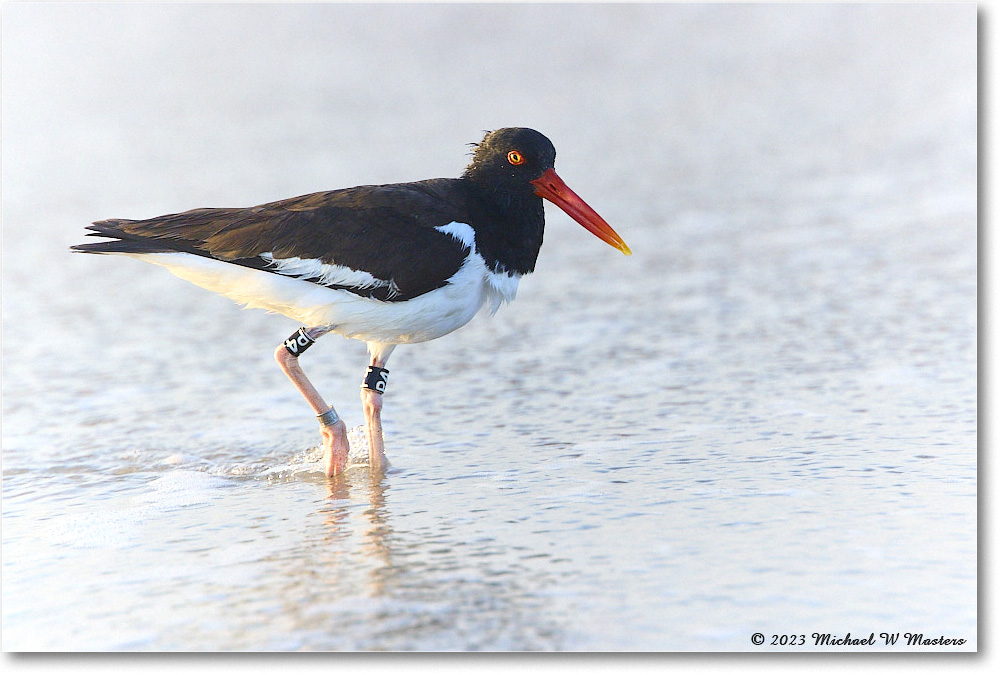 Oystercatcher_Assateague_2023Jun_R5B10172 copy