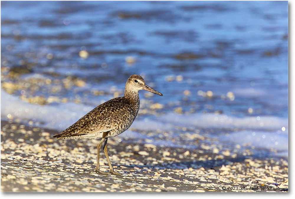 Willet_Assateague_2023Jun_R5B09971 copy