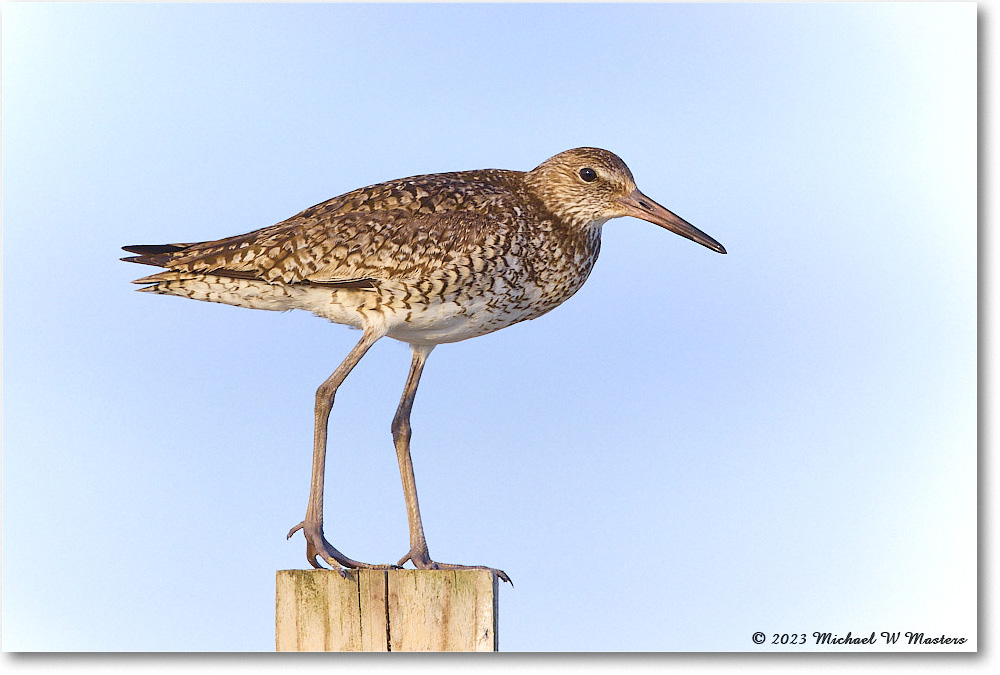 Willet_Assateague_2023Jun_R5B09981 copy