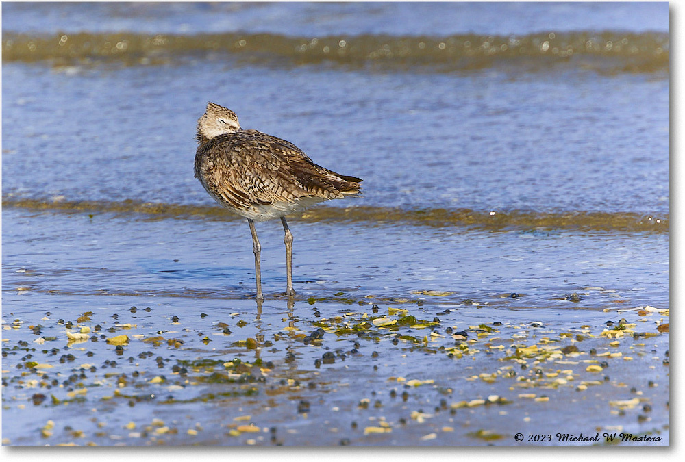 Willet_Assateague_2023Jun_R5B10410 copy