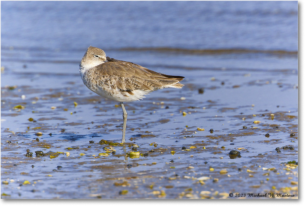 Willet_Assateague_2023Jun_R5B10427 copy