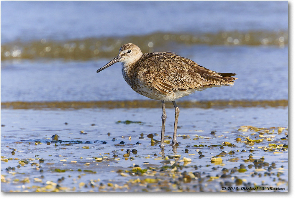 Willet_Assateague_2023Jun_R5B10439 copy