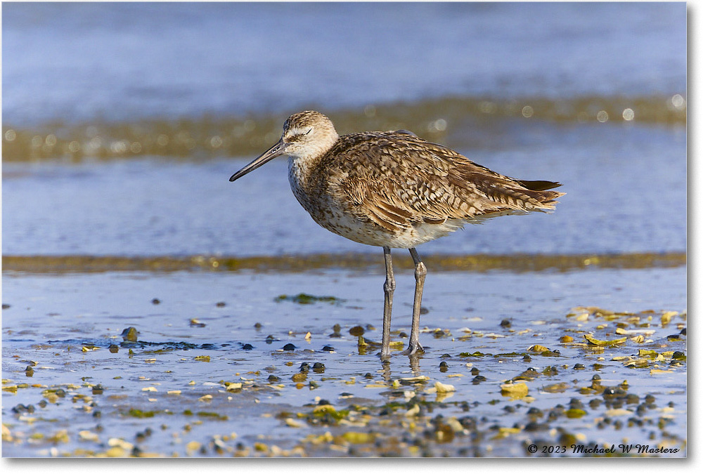 Willet_Assateague_2023Jun_R5B10441 copy