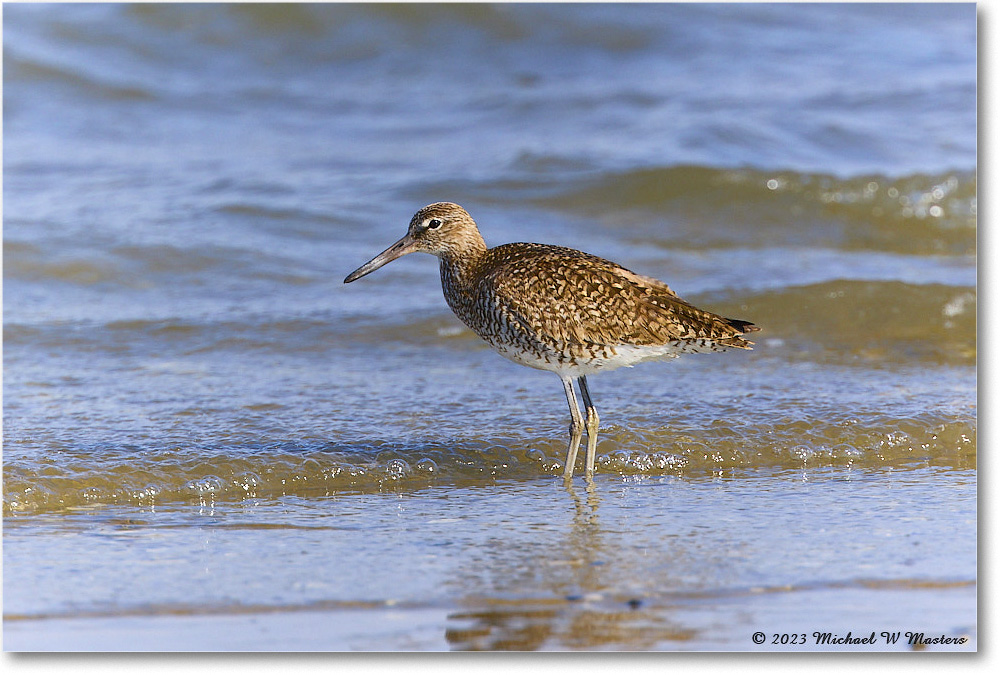 Willet_Assateague_2023Jun_R5B10462 copy