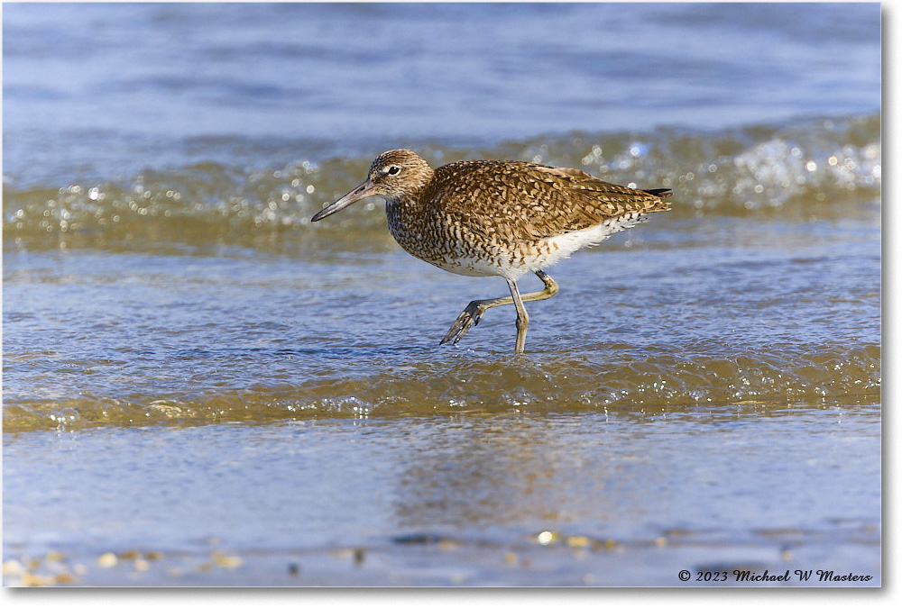 Willet_Assateague_2023Jun_R5B10467 copy