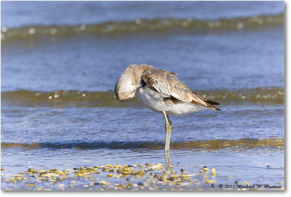 Willet_Assateague_2023Jun_R5B10485 copy