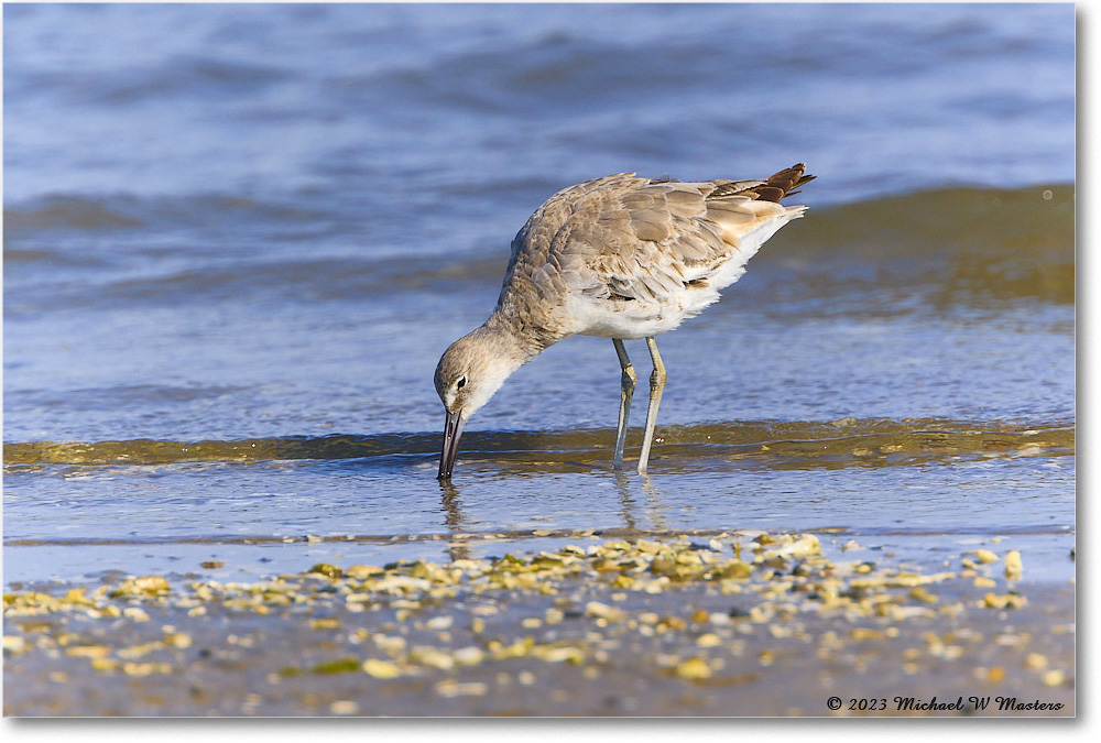 Willet_Assateague_2023Jun_R5B10500 copy