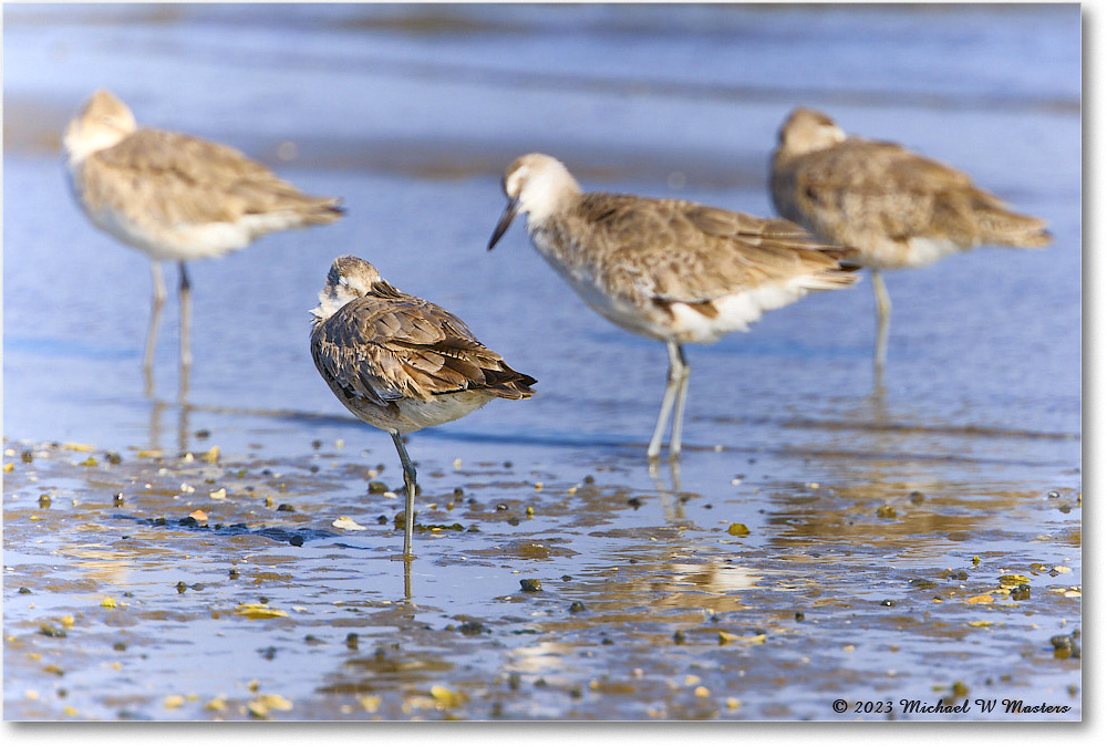 Willet_Assateague_2023Jun_R5B10529 copy