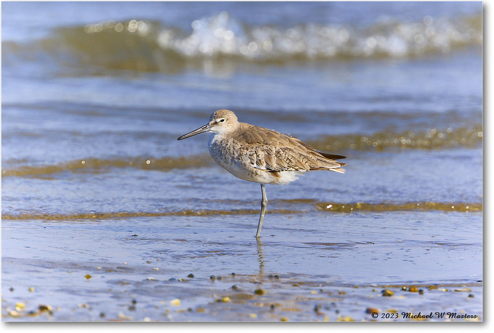 Willet_Assateague_2023Jun_R5B10536 copy