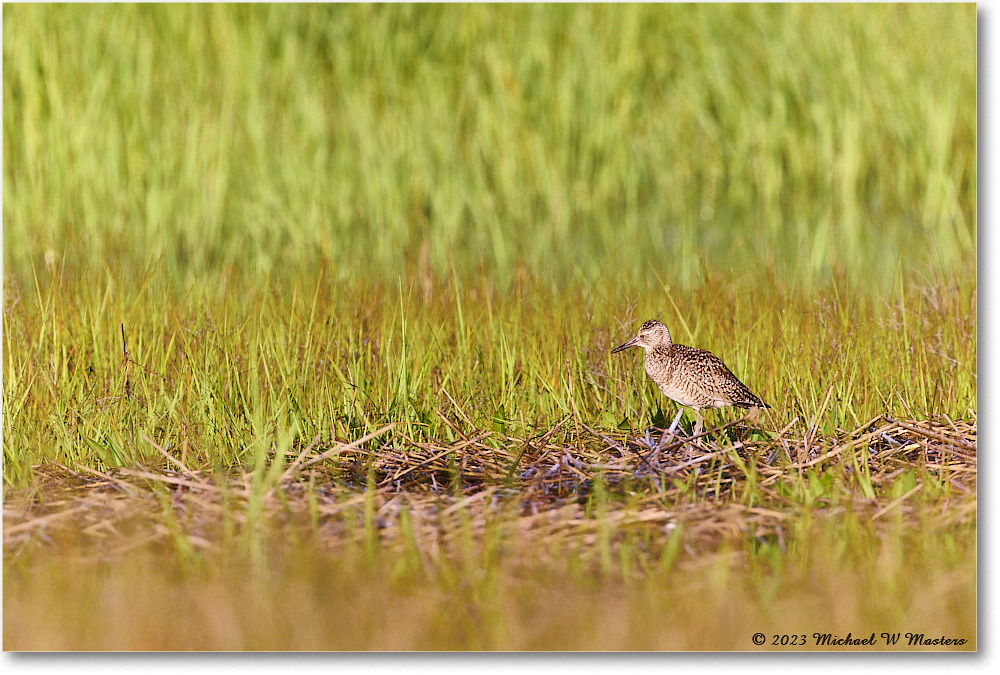 Willet_Assateague_2023Jun_R5B10705 copy