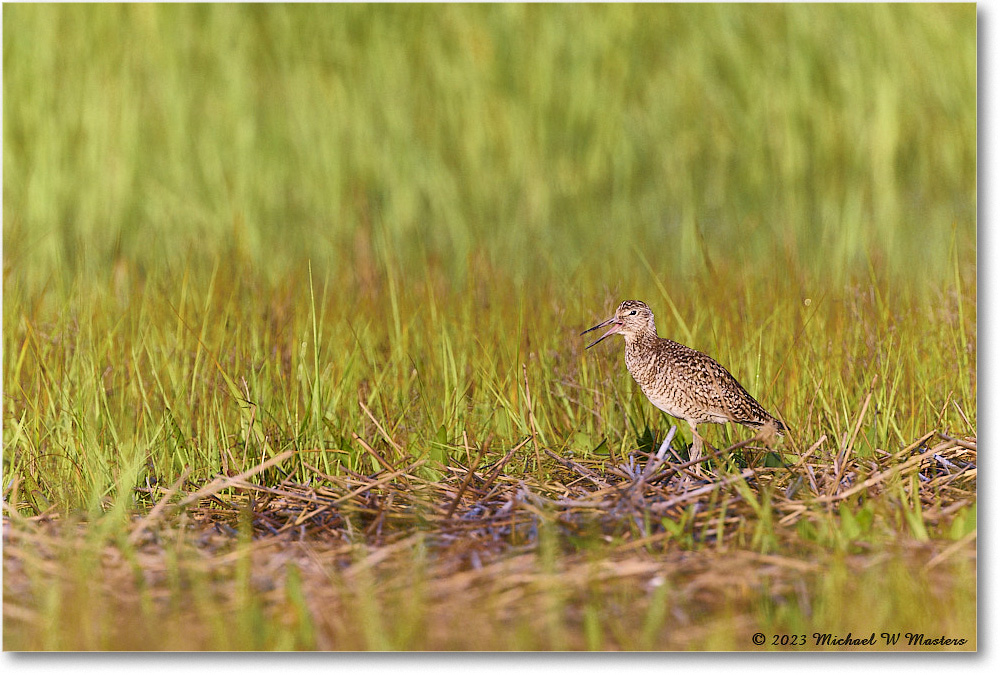 Willet_Assateague_2023Jun_R5B10718 copy