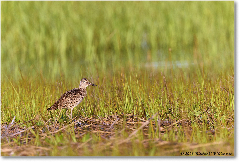 Willet_Assateague_2023Jun_R5B10724 copy