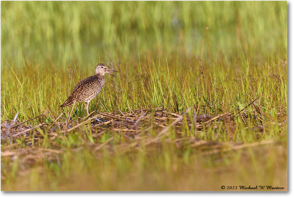 Willet_Assateague_2023Jun_R5B10734 copy