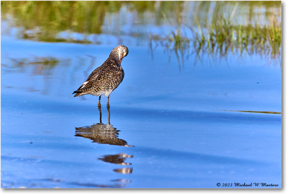 Willet_Assateague_2023Jun_R5B10995 copy