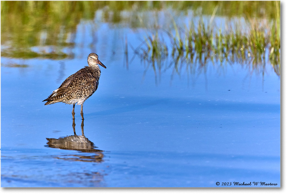 Willet_Assateague_2023Jun_R5B10998 copy