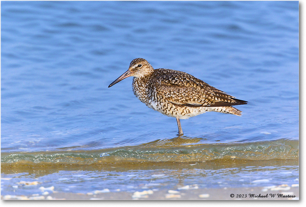 Willet_ChincoNWR_2023Jun_R5B11744 copy