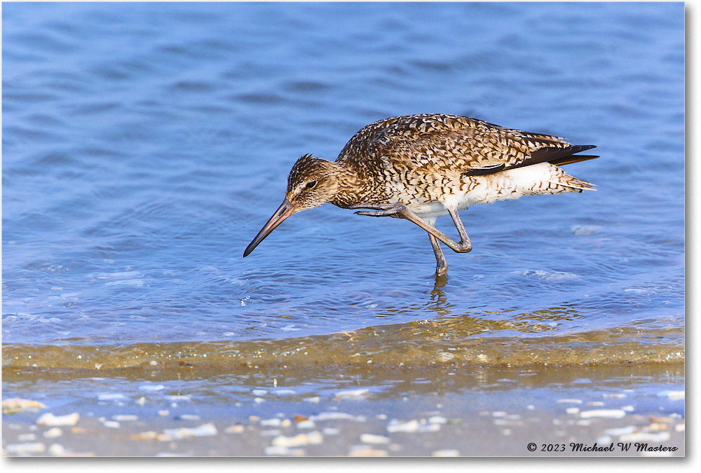 Willet_ChincoNWR_2023Jun_R5B11763 copy