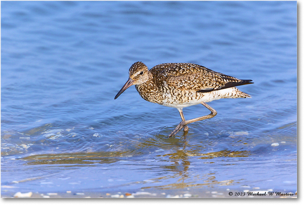 Willet_ChincoNWR_2023Jun_R5B11766 copy