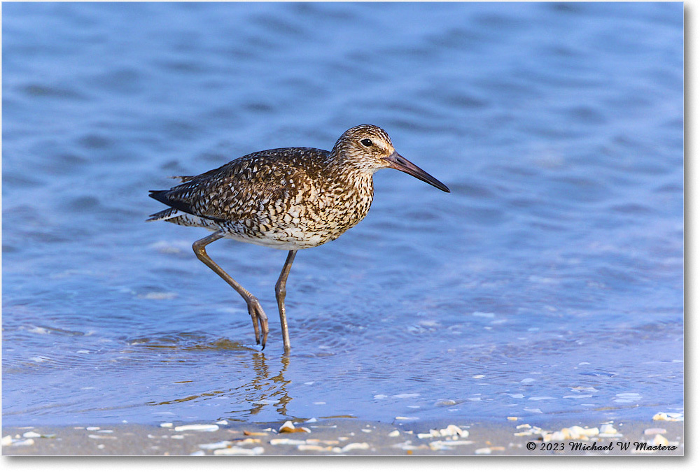 Willet_ChincoNWR_2023Jun_R5B11769 copy