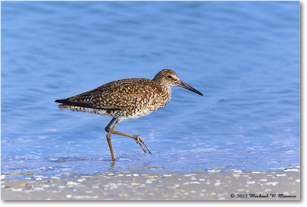 Willet_ChincoNWR_2023Jun_R5B11778 copy