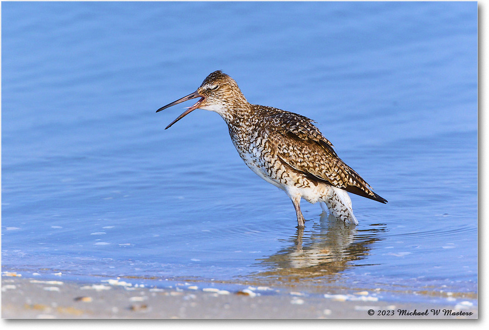 Willet_ChincoNWR_2023Jun_R5B11787 copy