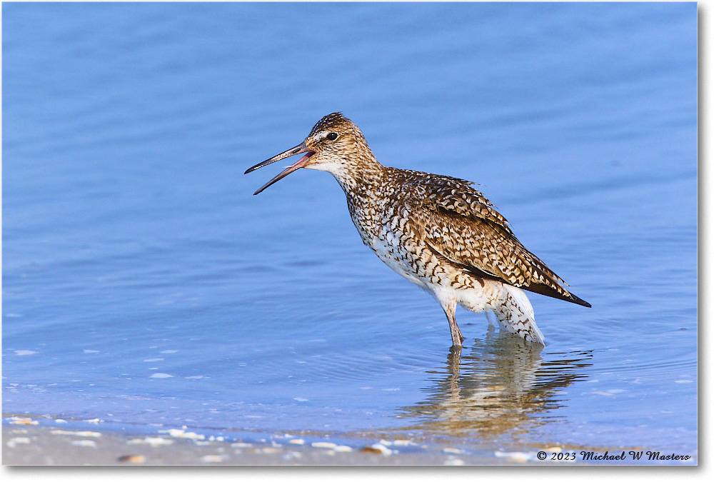 Willet_ChincoNWR_2023Jun_R5B11788 copy