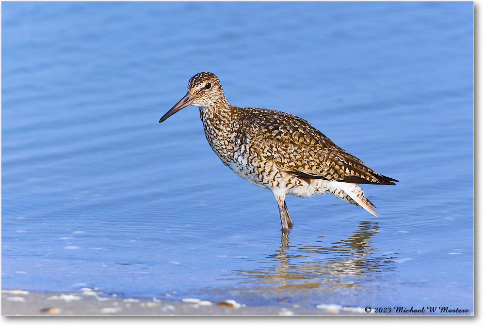 Willet_ChincoNWR_2023Jun_R5B11795 copy