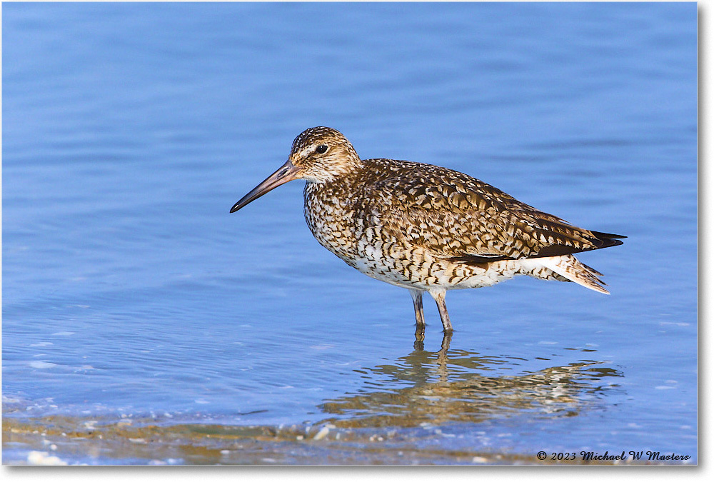 Willet_ChincoNWR_2023Jun_R5B11808 copy