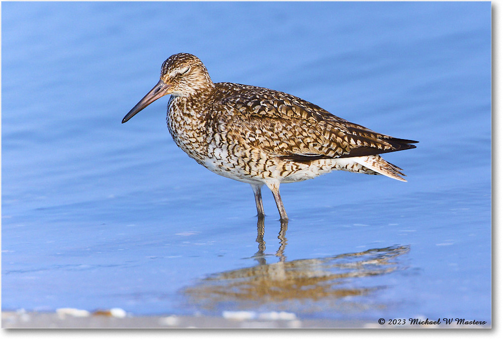 Willet_ChincoNWR_2023Jun_R5B11823 copy