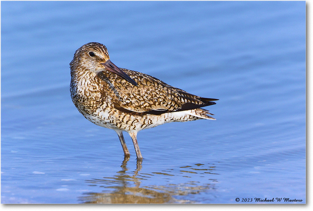 Willet_ChincoNWR_2023Jun_R5B11857 copy