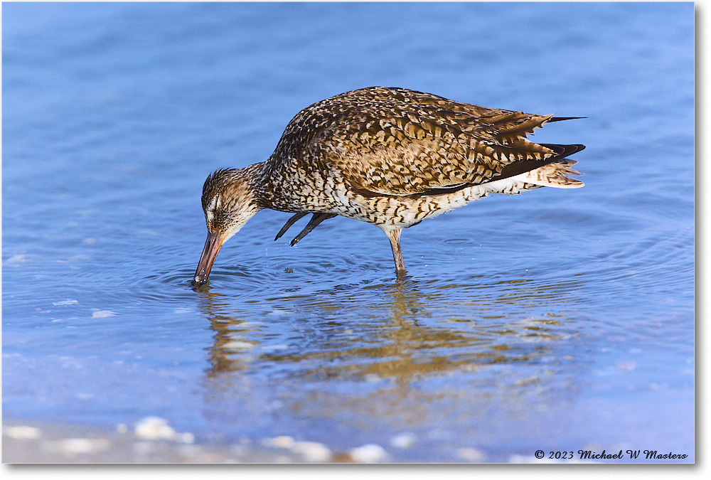 Willet_ChincoNWR_2023Jun_R5B11881 copy