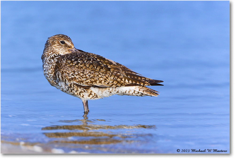 Willet_ChincoNWR_2023Jun_R5B11966 copy