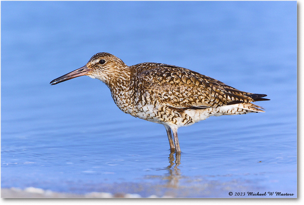 Willet_ChincoNWR_2023Jun_R5B11974 copy