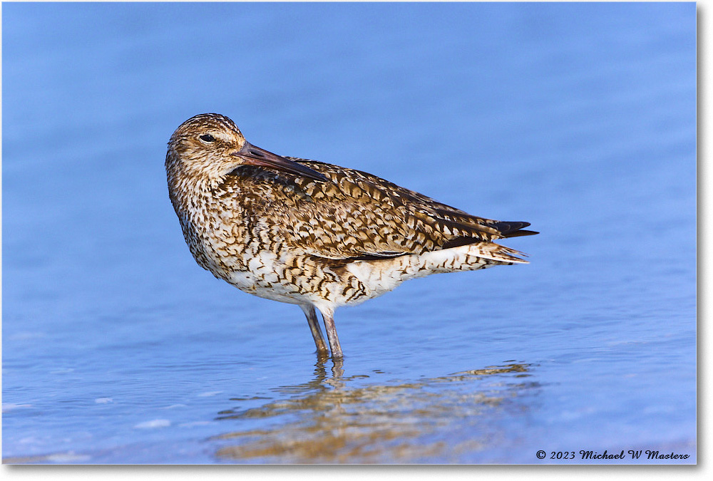 Willet_ChincoNWR_2023Jun_R5B12004 copy