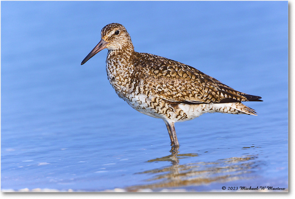 Willet_ChincoNWR_2023Jun_R5B12064 copy