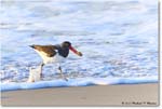 Oystercatcher_Assateague_2023Jun_R5B10052 copy