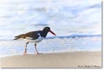 Oystercatcher_Assateague_2023Jun_R5B10146 copy