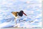 Oystercatcher_Assateague_2023Jun_R5B10167 copy